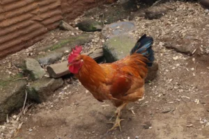 Improved Kienyeji Cock