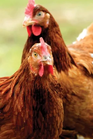 Quality Ex-Layer Chicken