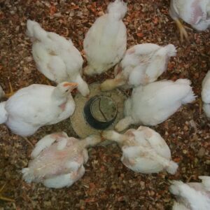 1 Month Old Improved Kienyeji Chicks