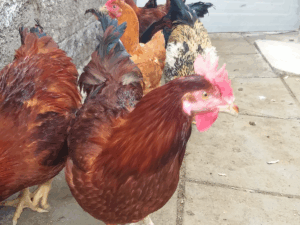 Improved Kienyeji Hen
