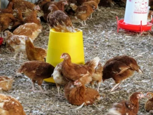 I month Old Layers Chicks