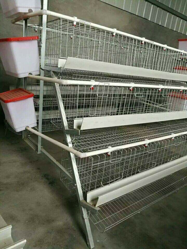 A type 4tier (128 birds) - Image 3